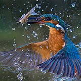 Kingfishers